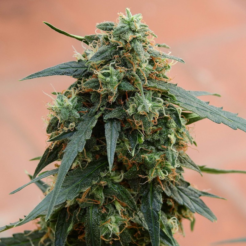 Tangerine feminised Ganja Seeds