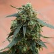 Tangerine feminised Ganja Seeds