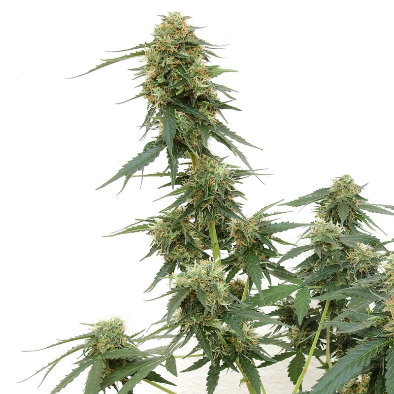 Tangerine feminised Ganja Seeds