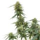 Tangerine feminised Ganja Seeds