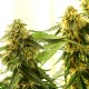 Tangerine feminised Ganja Seeds