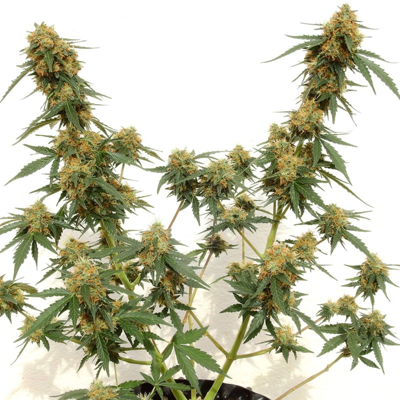 Tangerine feminised Ganja Seeds