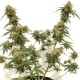Tangerine feminised Ganja Seeds