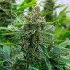 Tangerine feminised Ganja Seeds