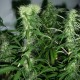 Tangerine feminised Ganja Seeds