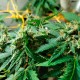 Auto LSD feminised Ganja Seeds