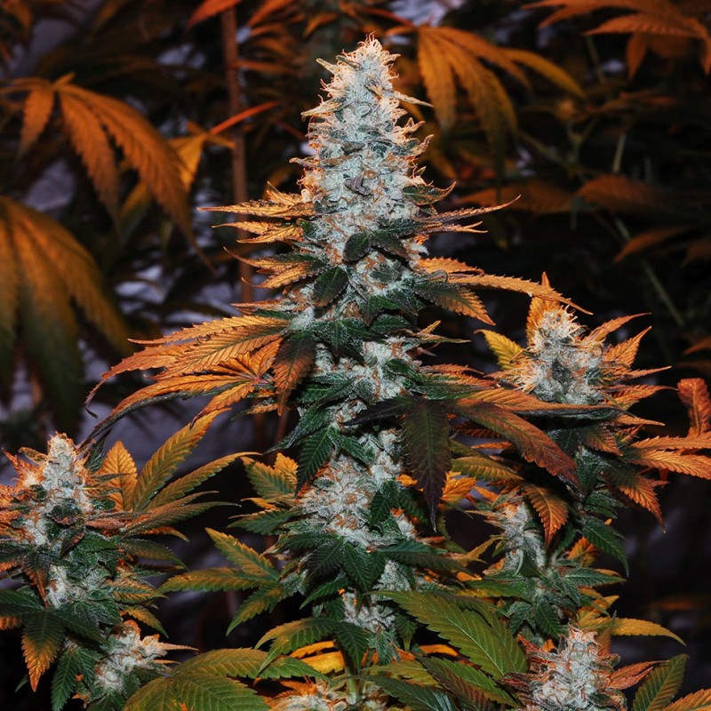 Auto Cream Mandarine feminised Ganja Seeds - 777 насінин