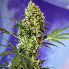 Auto Hell's Angel OG feminised Ganja Seeds