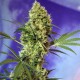 Auto Hell's Angel OG feminised Ganja Seeds