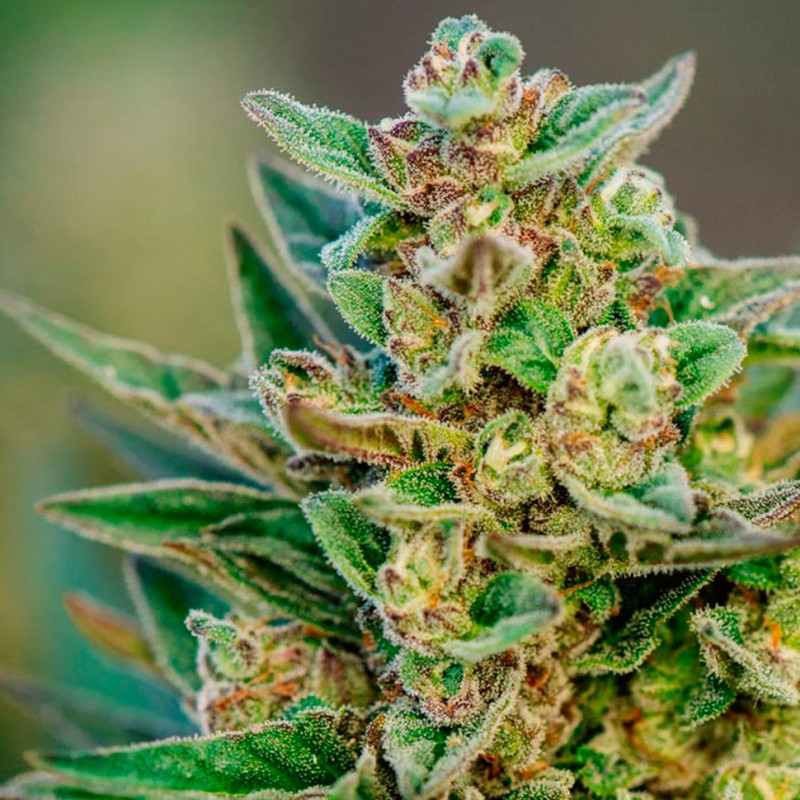 Auto Hell's Angel OG feminised Ganja Seeds