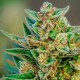 Auto Hell's Angel OG feminised Ganja Seeds