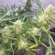 Auto Cheese feminised Ganja Seeds