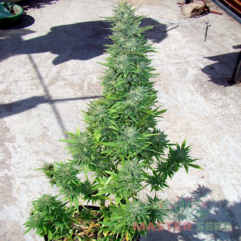Auto Durban Poison feminised Master Seed