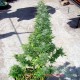 Auto Durban Poison feminised Master Seed