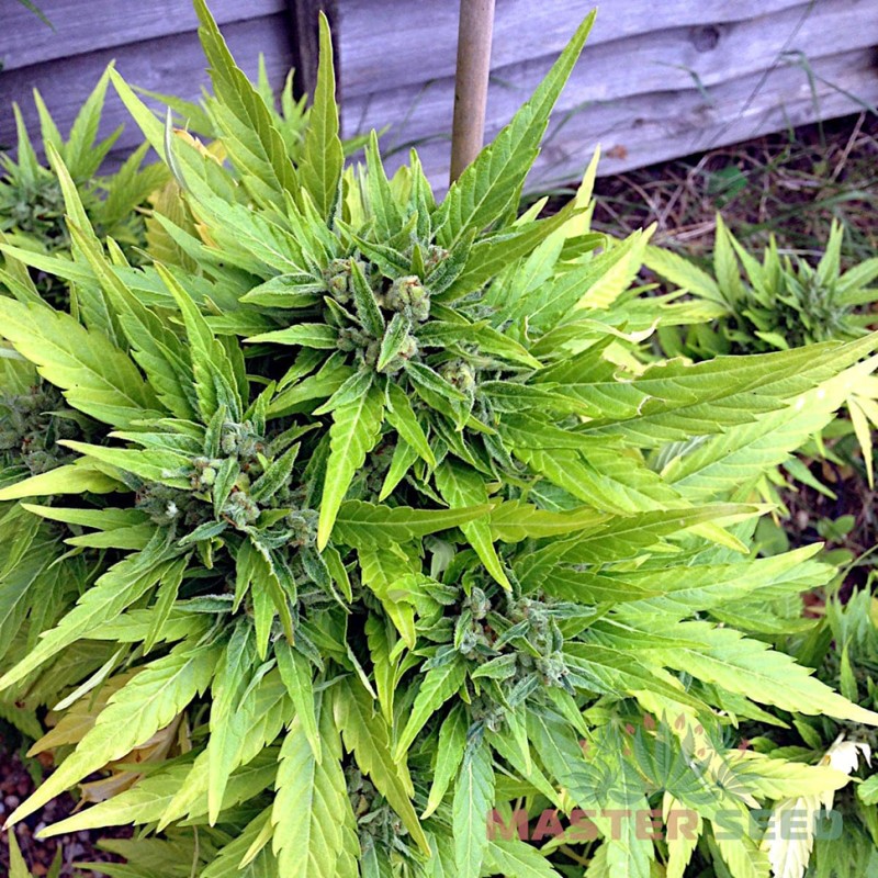 Auto Durban Poison feminised Master Seed