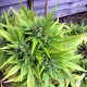 Auto Durban Poison feminised Master Seed