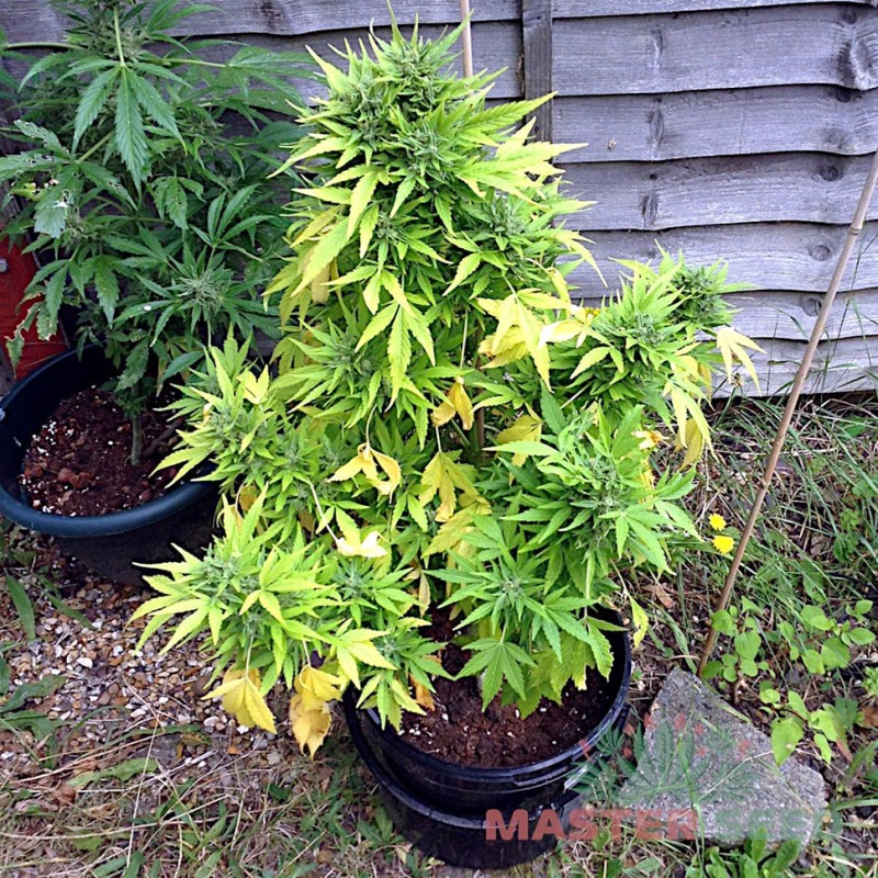 Auto Durban Poison feminised Master Seed