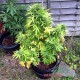Auto Durban Poison feminised Master Seed