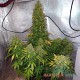 Auto Durban Poison feminised Master Seed