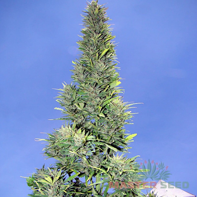 Auto Durban Poison feminised Master Seed