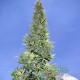 Auto Durban Poison feminised Master Seed