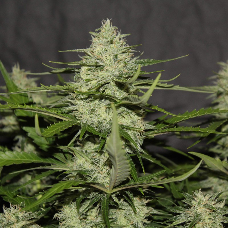 White Widow feminised Victory Seeds