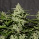 White Widow feminised Victory Seeds