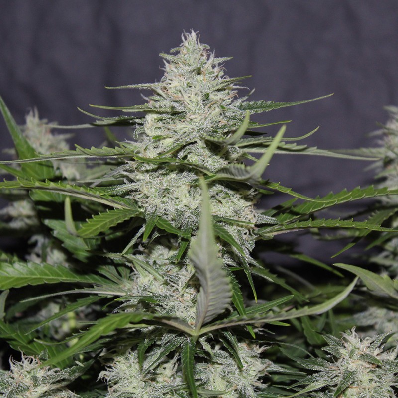 White Widow feminised Victory Seeds