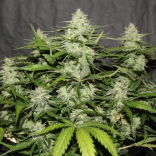 White Widow feminised Victory Seeds