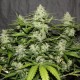 White Widow feminised Victory Seeds