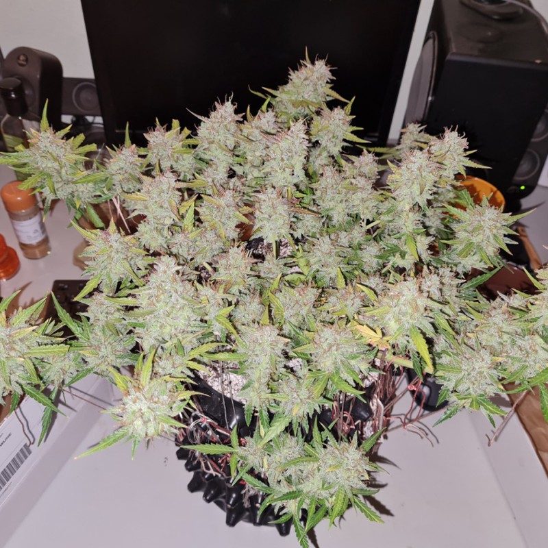 Auto Lemon Kix feminised Ganja Seeds - 7 насінин