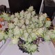 Auto Lemon Kix feminised Ganja Seeds - 7 насінин