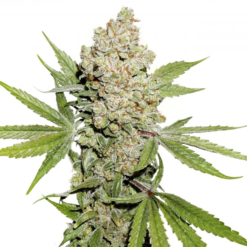 Auto Lemon Kix feminised Ganja Seeds - 7 насінин