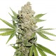 Auto Lemon Kix feminised Ganja Seeds - 7 насінин