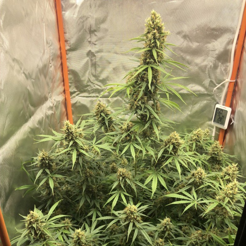 Auto Lemon Kix feminised Ganja Seeds - 7 насінин