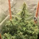 Auto Lemon Kix feminised Ganja Seeds - 7 насінин