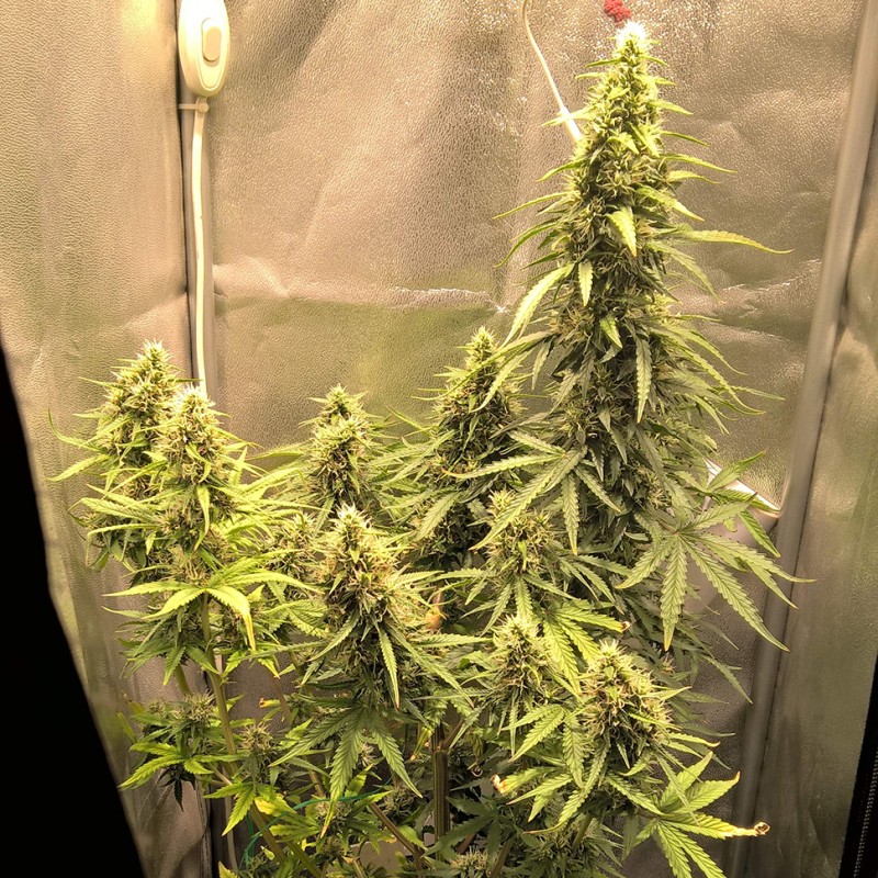 Auto Lemon Kix feminised Ganja Seeds - 7 насінин
