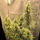 Auto Lemon Kix feminised Ganja Seeds - 7 насінин