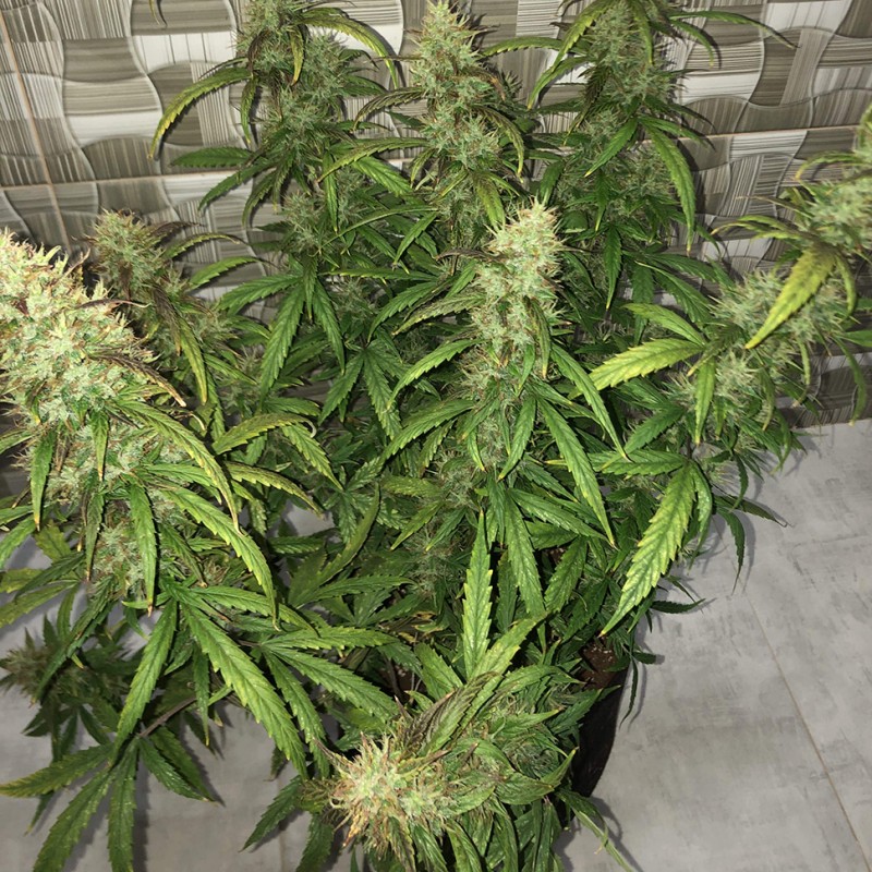 Auto Lemon Kix feminised Ganja Seeds - 7 насінин