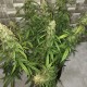 Auto Lemon Kix feminised Ganja Seeds - 7 насінин