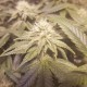 Auto Lemon feminised Ganja Seeds - 4 насінини