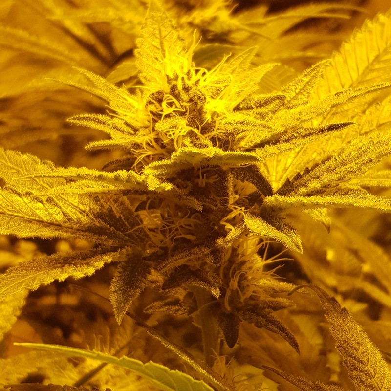 Auto Lemon feminised Ganja Seeds - 4 насінини
