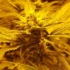 Auto Lemon feminised Ganja Seeds - 4 насінини