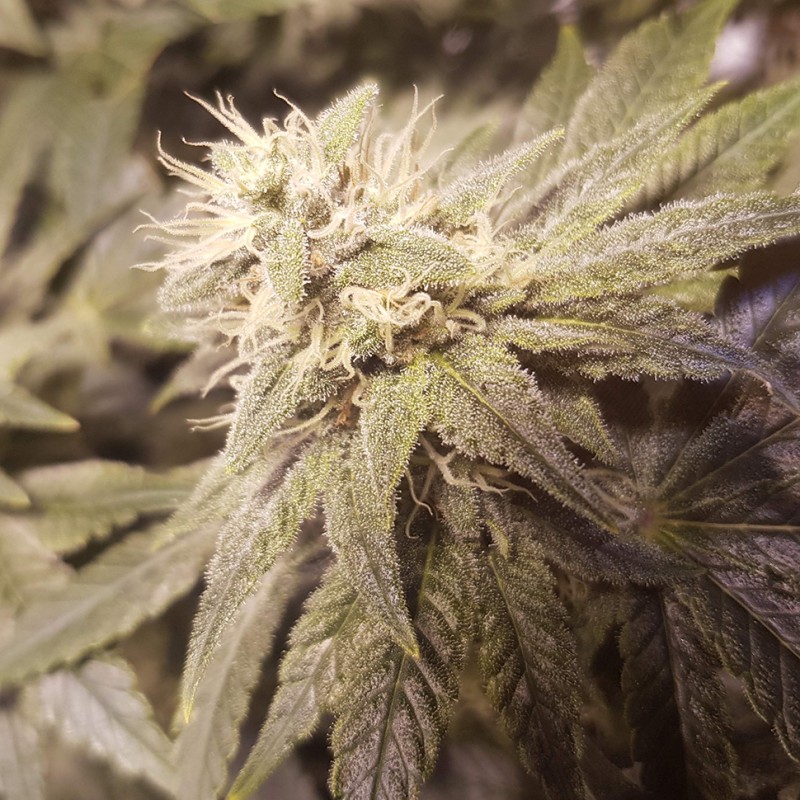 Auto Lemon feminised Ganja Seeds - 4 насінини