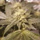 Auto Lemon feminised Ganja Seeds - 4 насінини