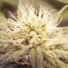 Auto Lemon feminised Ganja Seeds