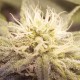 Auto Lemon feminised Ganja Seeds - 4 насінини