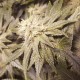 Auto Lemon feminised Ganja Seeds - 4 насінини