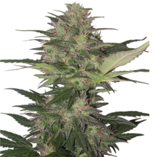 Auto Red Dwarf feminised Ganja Seeds