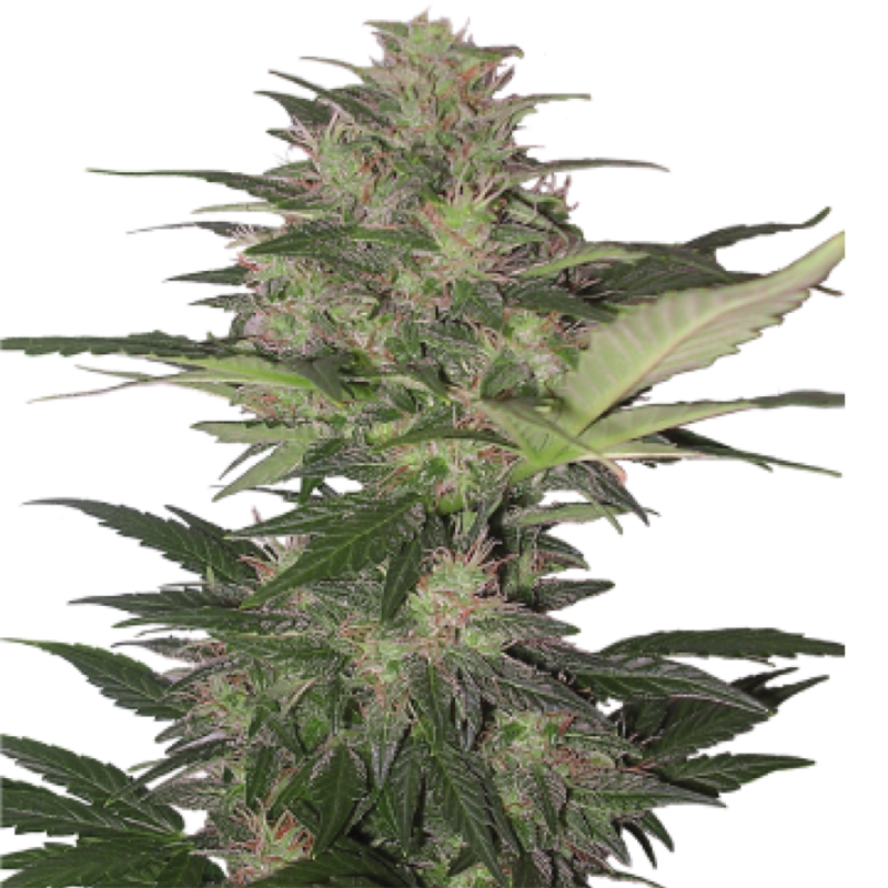 Auto Red Dwarf feminised Ganja Seeds - 777 насінин
